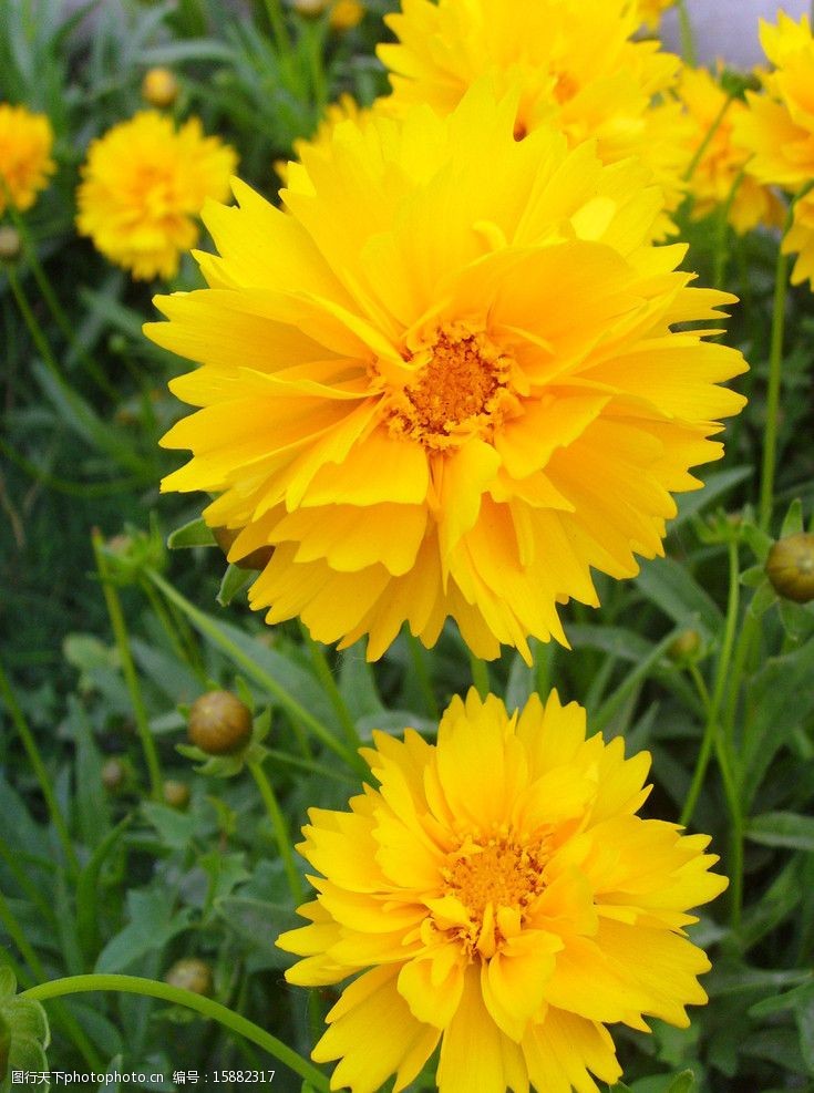 10组主题花坛亮相北京长安街